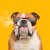 Рингтон About That & Evalina - Who Let The Dogs Out на звонок скачать